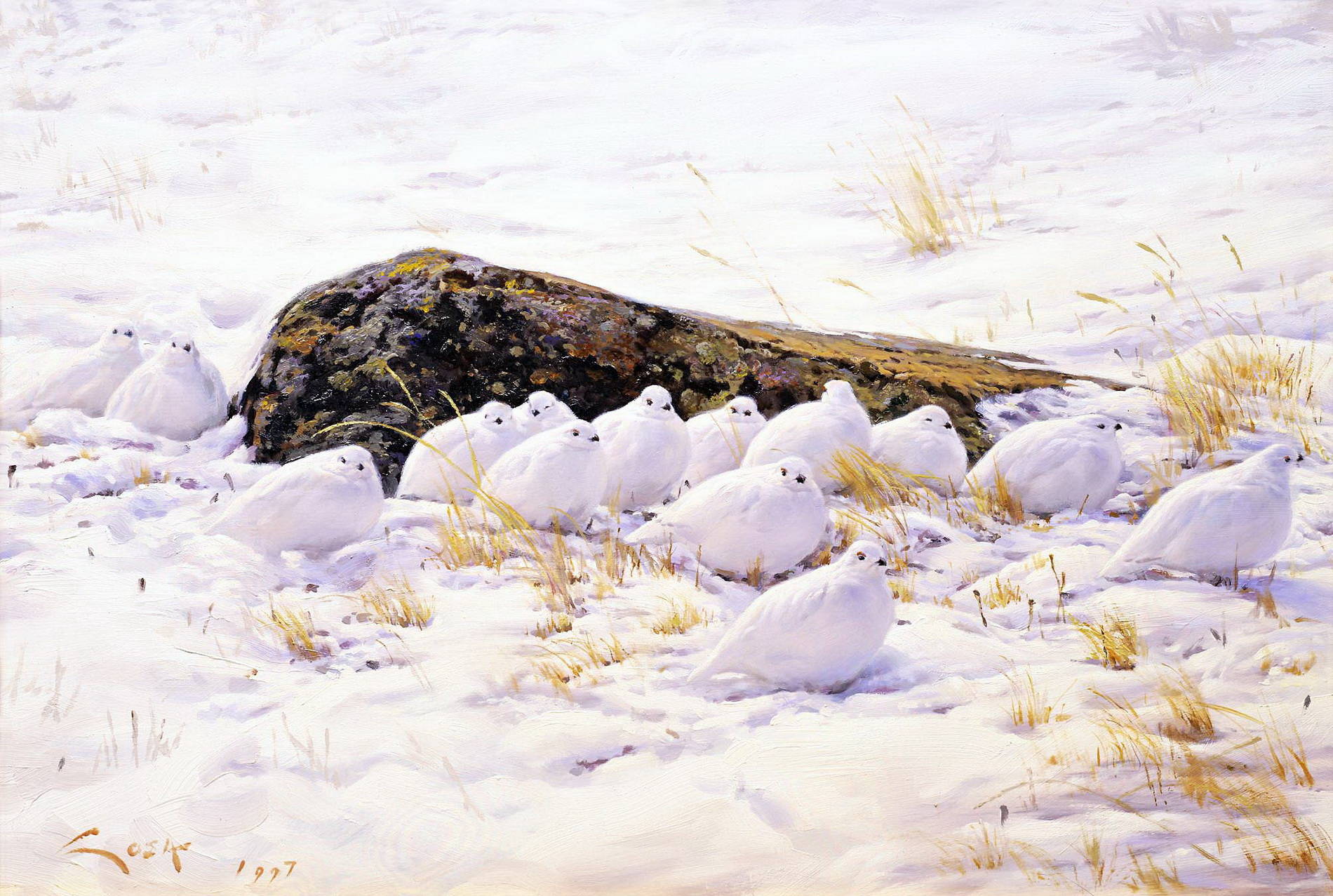 Белые куропатки в тундре Мануэль Соса