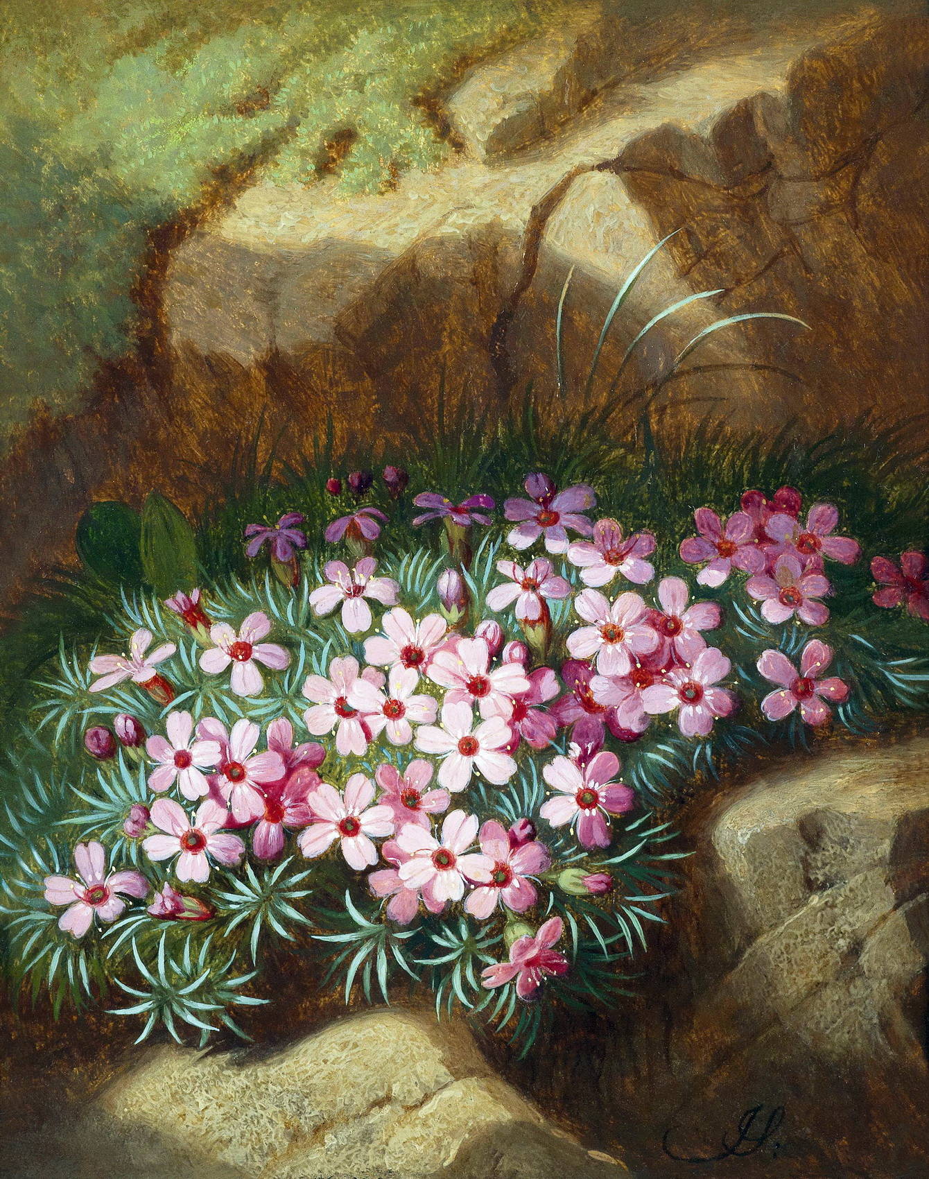 Альпийские цветы Йозеф Шустер