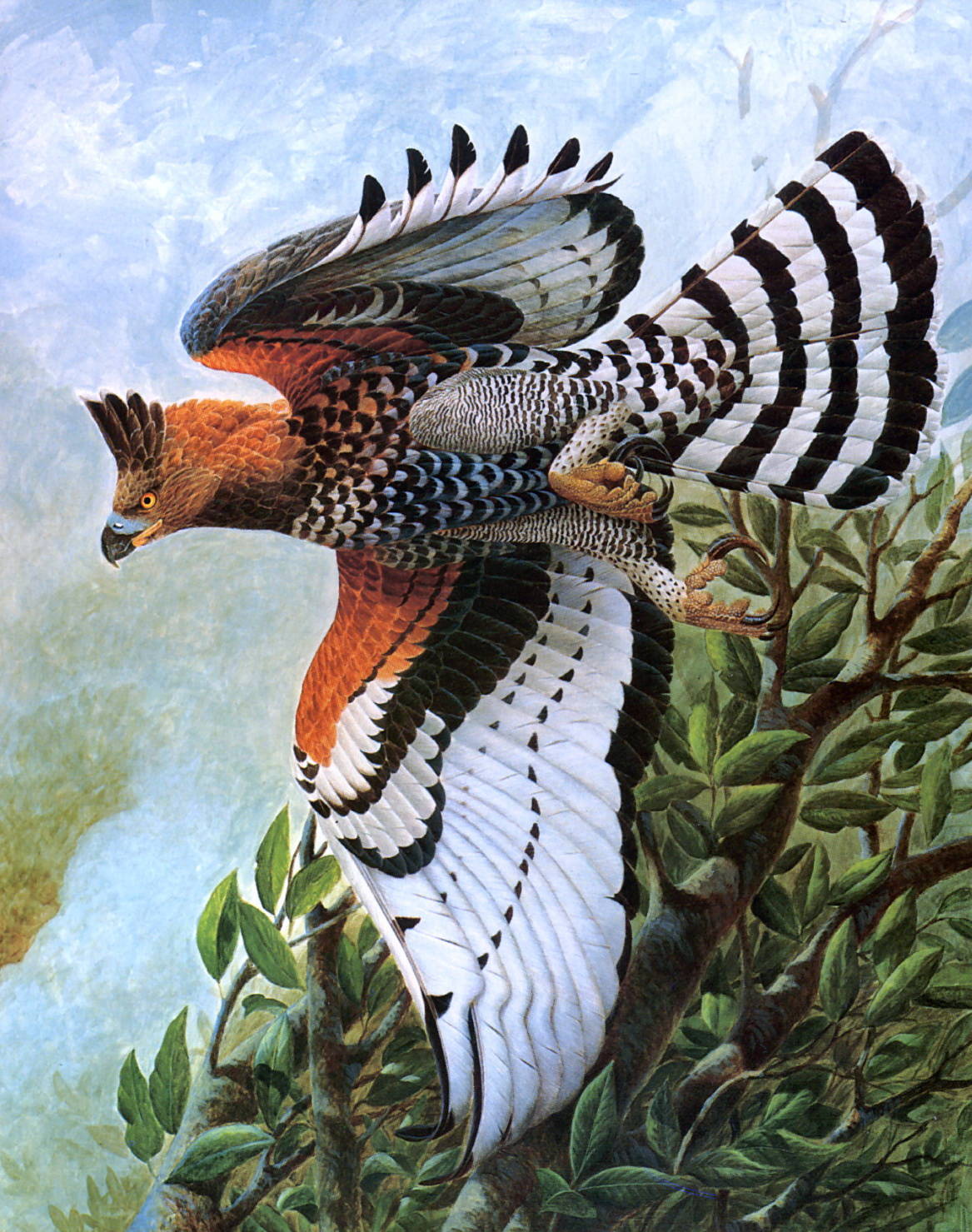 Африканский венценосный орел Джон Рутвен