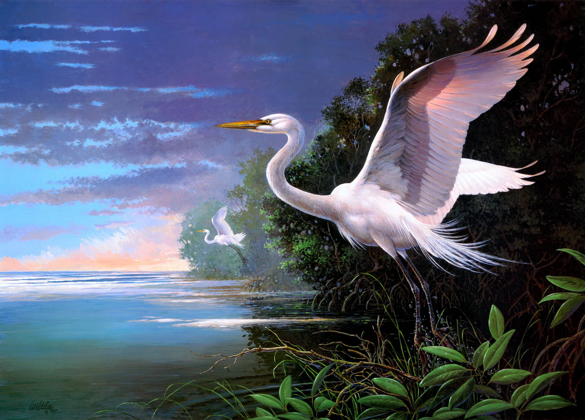 Белые цапли в пеликановой бухте Дидье
