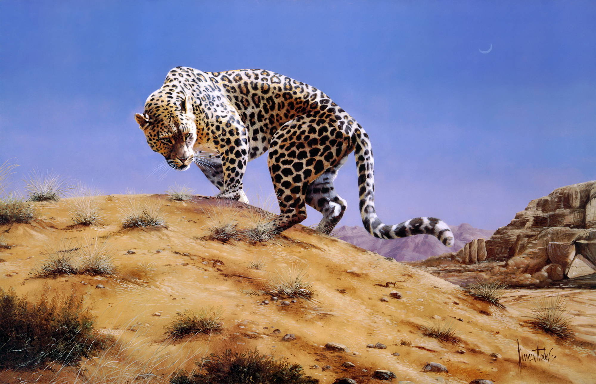 Арабский леопард Спенсер Ходж
