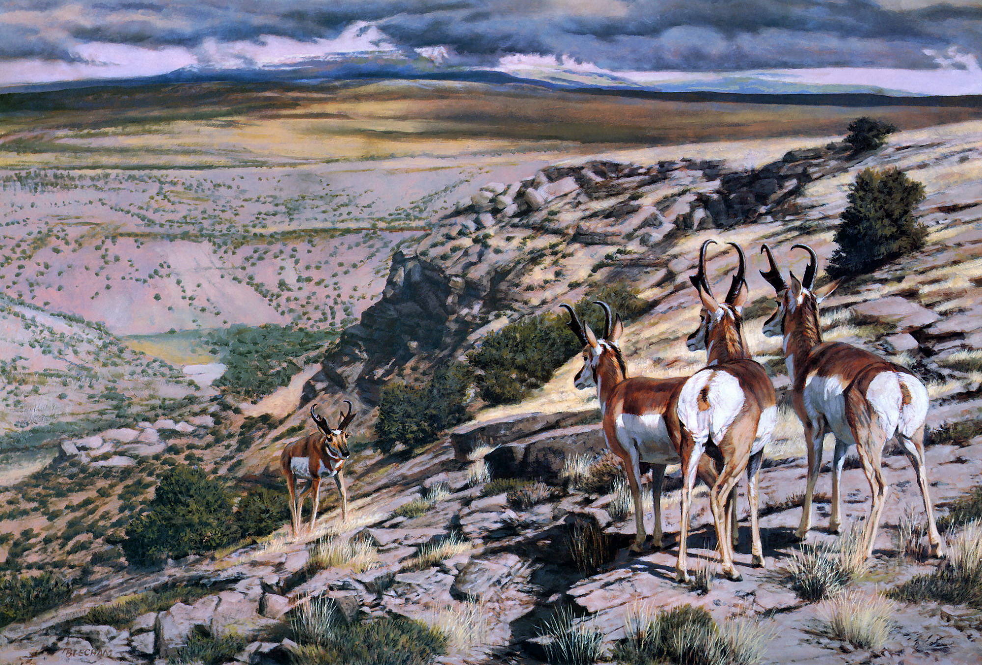 Антилопы в горах Том Биихам
