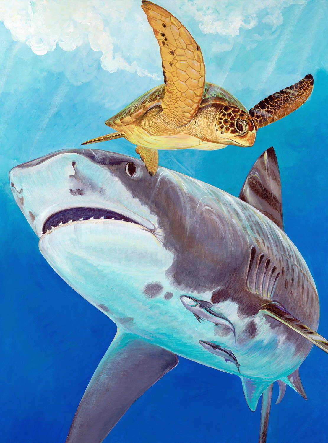Акула и черепаха - 1 Гай Харви