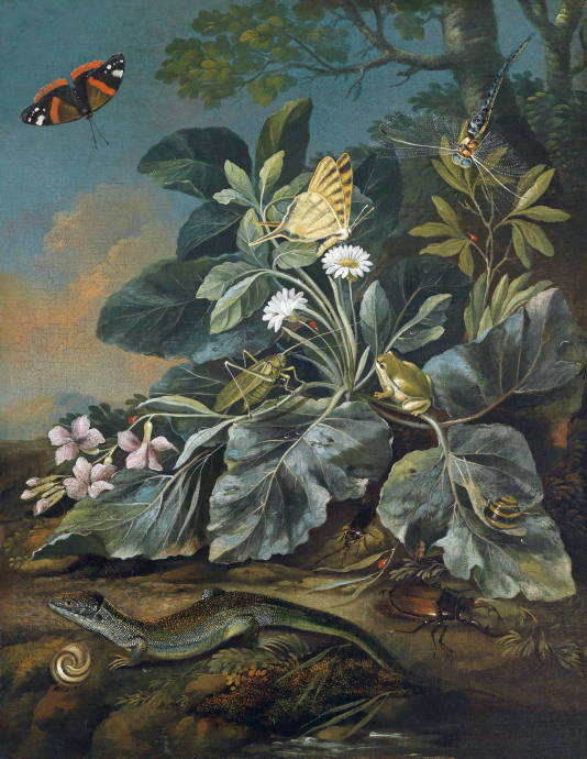 Луговые цветы, насекомые, ящерица / Франц Майкл Зигмунд фон Пургау - Franz Michael Siegmund von Purgau