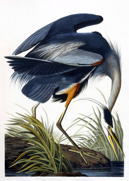 Большая синяя цапля / Джон Джеймс Одюбон - John James Audubon