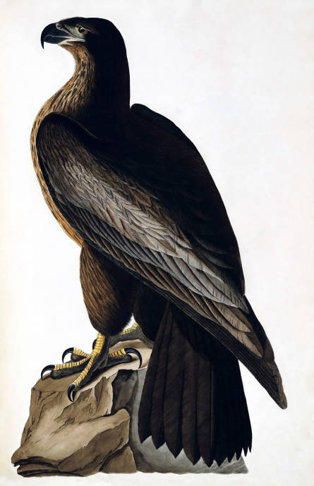 Вашингтонский сокол / Джон Джеймс Одюбон - John James Audubon