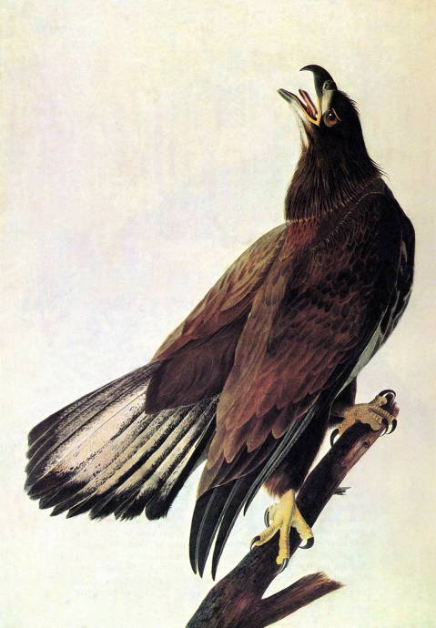 Орёл на ветке / Джон Джеймс Одюбон - John James Audubon