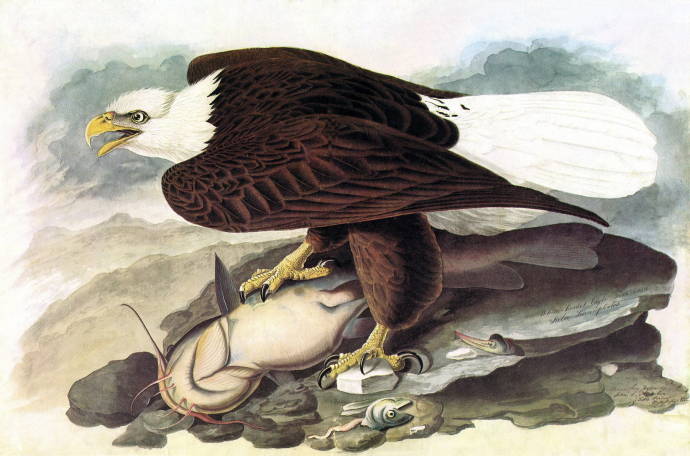 Орёл с добычей / Джон Джеймс Одюбон - John James Audubon
