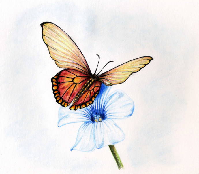 Бабочка на синем цветке / Работа неизвестного автора 016