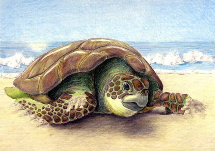 Зелёная морская черепаха / Работа неизвестного автора 018