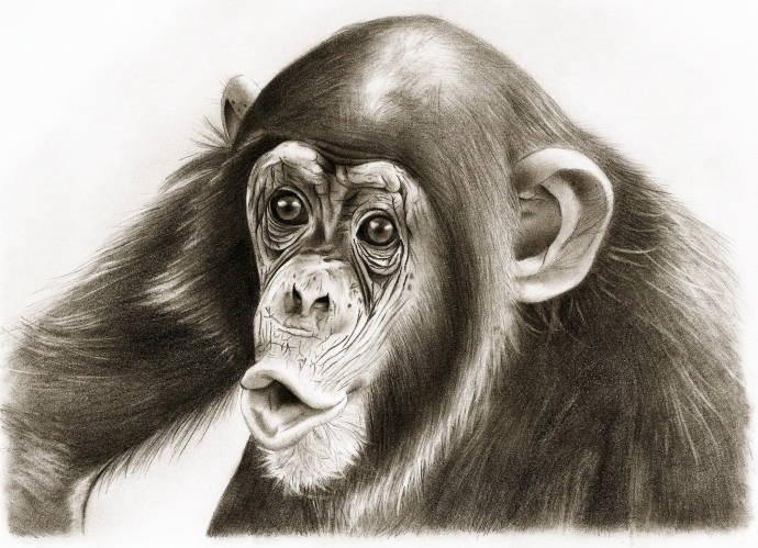 Обычный шимпанзе / Работа неизвестного автора 999