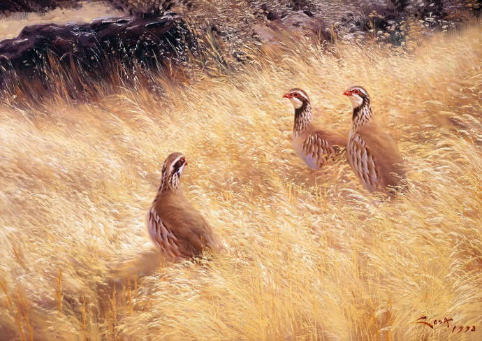 Три куропатки в траве / Мануэль Соса - Manuel Sosa