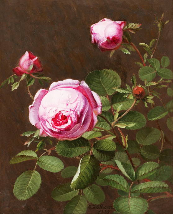 Натюрморт из розовых роз / Отто Дидрик Оттесен - Otto Didrik Ottesen