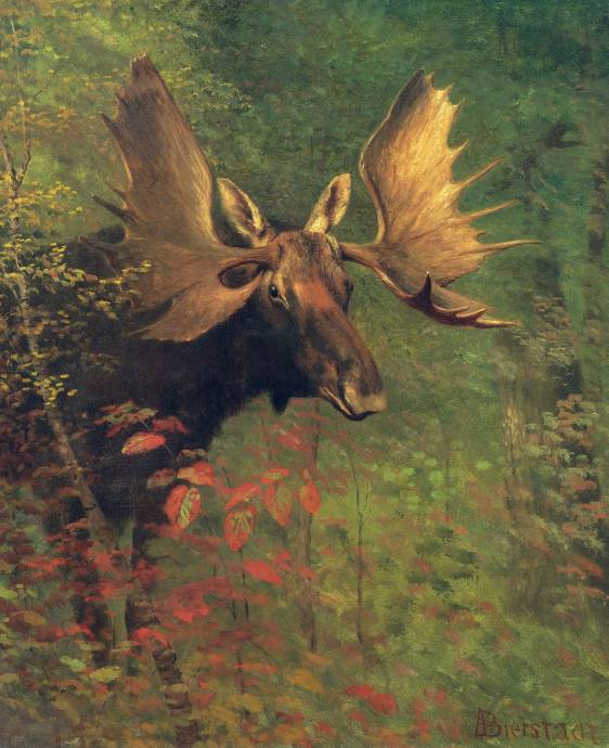 Молодой лось / Альберт Бирштадт - Albert Bierstadt