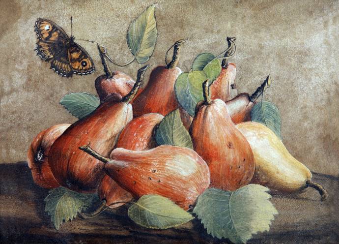 Натюрморт с грушами и бабочкой / Джованна Гарцони - Giovanna Garzoni