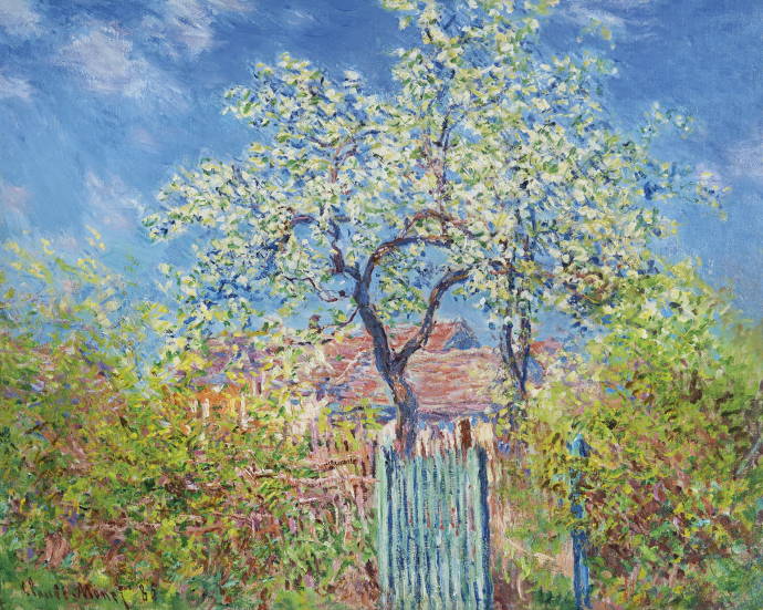 Цветущая груша / Клод Оскар Моне - Claude Oscar Monet