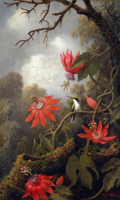 Колибри возле красных цветов / Мартин Джонсон Хед - Martin Johnson Heade
