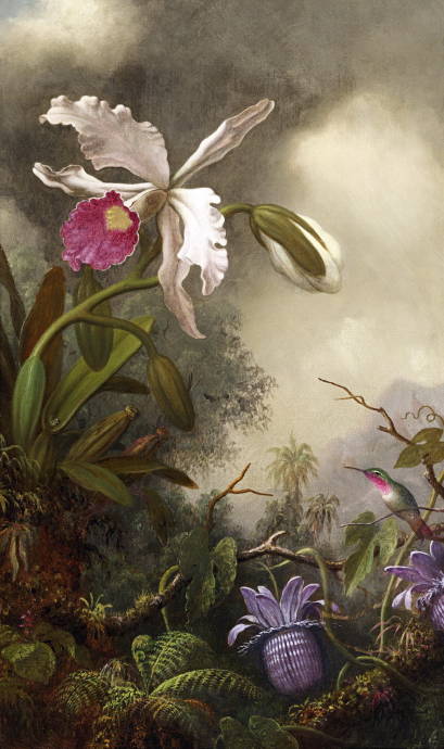 Белая орхидея и колибри / Мартин Джонсон Хед - Martin Johnson Heade