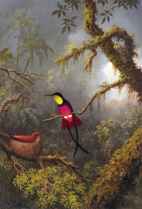 Пара гнездящихся колибри малинового цвета / Мартин Джонсон Хед - Martin Johnson Heade