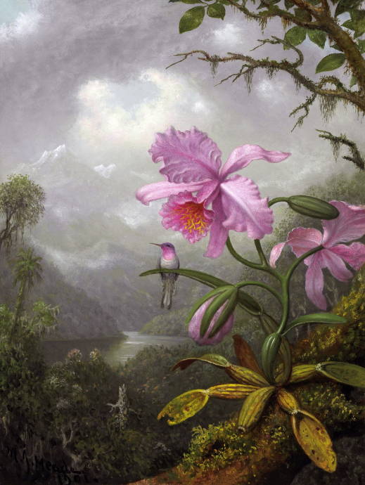 Колибри, присевшая на орхидею / Мартин Джонсон Хед - Martin Johnson Heade
