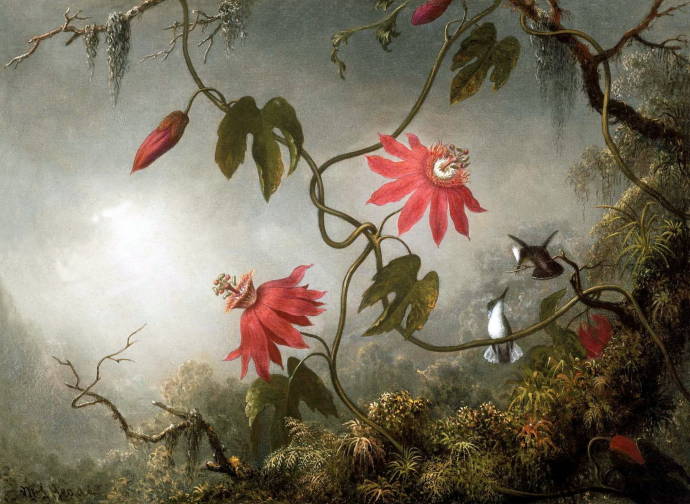 Цветы страсти и колибри / Мартин Джонсон Хед - Martin Johnson Heade