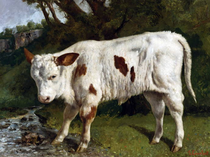 Белый телёнок / Густав Курбе - Gustave Courbet