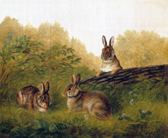Лесные кролики / Артур Фицуильям Тайт - Arthur Fitzwilliam Tait