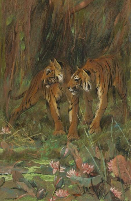 Два тигра / Артур Вардл - Arthur Wardle