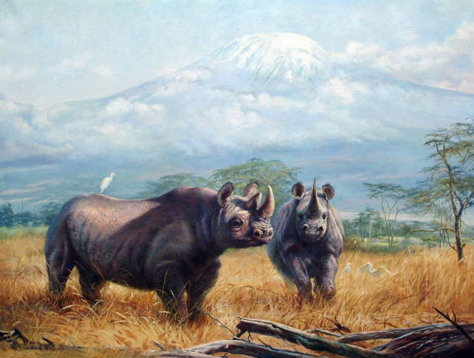 Носороги в кустах на фоне горы Килиманджаро / Артур Спенсер Робертс - Arthur Spencer Roberts