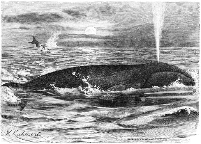 Гренландский кит / Вильгельм Кухнерт - Wilhelm Kuhnert