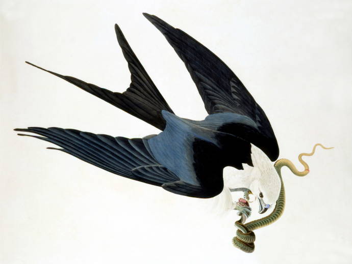 Вильчето-хвостый ястреб / Джон Джеймс Одюбон - John James Audubon