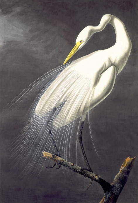 Большая белая цапля / Джон Джеймс Одюбон - John James Audubon