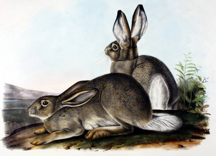 Горные зайцы / Джон Джеймс Одюбон - John James Audubon