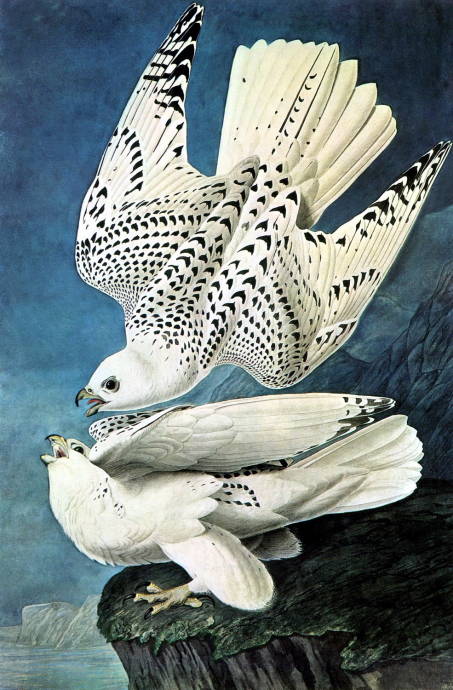 Два ястреба / Джон Джеймс Одюбон - John James Audubon