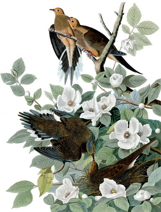 Каролинский голубь (Плачущая горлица) / Джон Джеймс Одюбон - John James Audubon