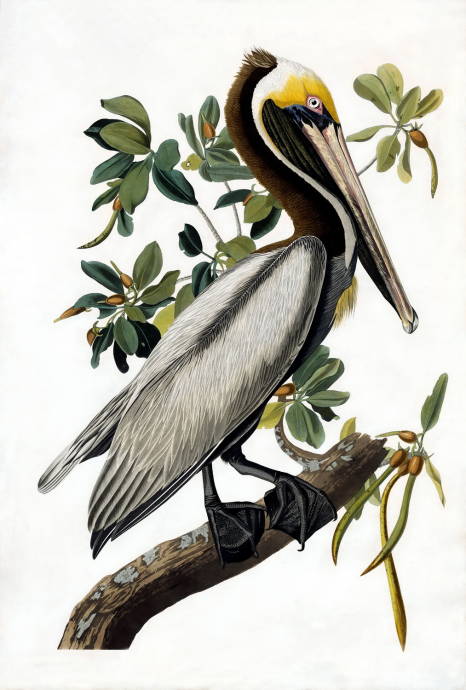 Коричневый пеликан / Джон Джеймс Одюбон - John James Audubon