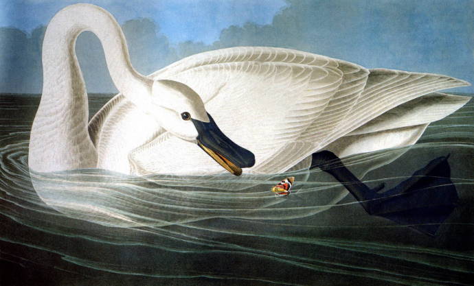 Лебедь / Джон Джеймс Одюбон - John James Audubon