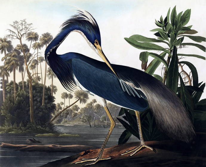 Луизианская цапля / Джон Джеймс Одюбон - John James Audubon