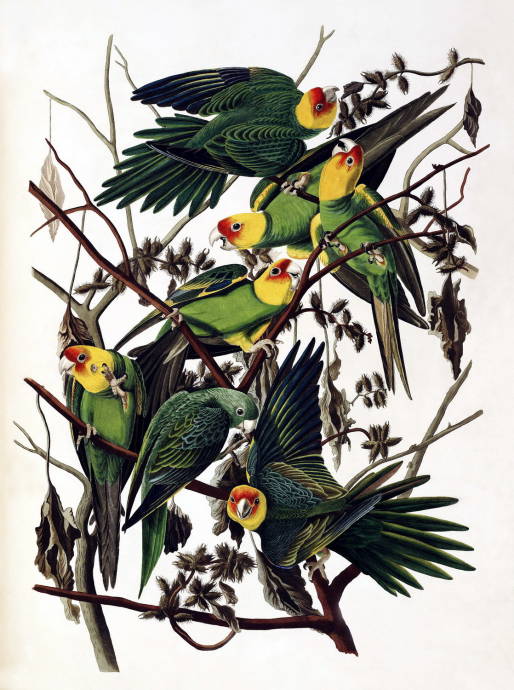 Каролинский попугай / Джон Джеймс Одюбон - John James Audubon