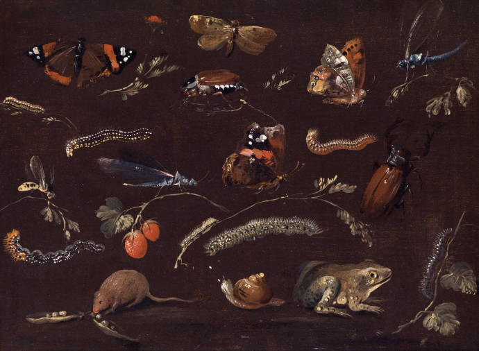 Изучение разнообразия маленьких животных / Йохан Дитрих Финдорф Лаунбург - 