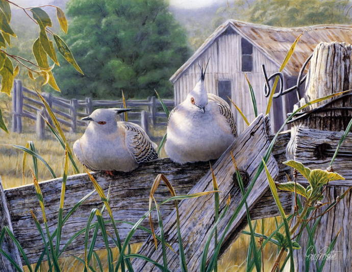 Хохлатые голуби / Грег Постл - Greg Postle
