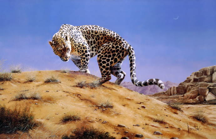 Арабский леопард / Спенсер Ходж - Spencer Hodge