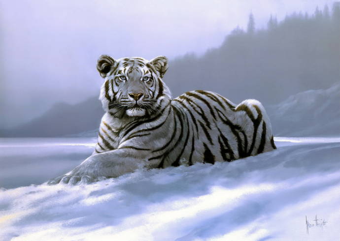 Сибирский тигр / Спенсер Ходж - Spencer Hodge