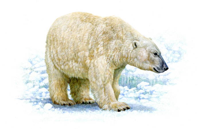 Полярный медведь / Тим Кнепп - Tim Knepp