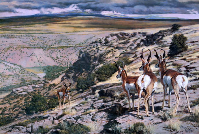 Антилопы в горах / Том Биихам - Tom Beecham