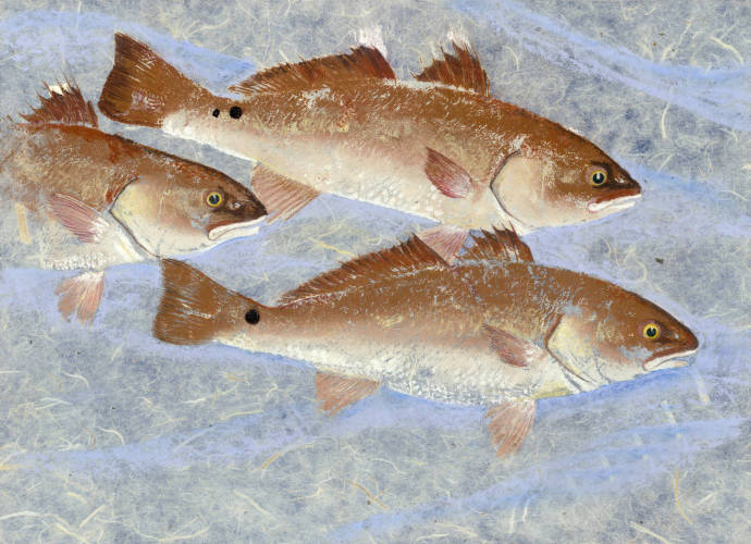 Красные рыбы на голубом фоне / Бонни Варек - Bonnie Warecky