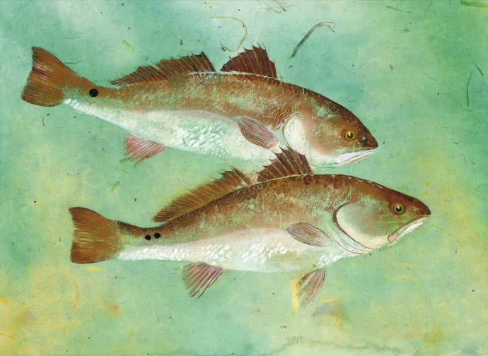 Красные рыбы на зеленом фоне / Бонни Варек - Bonnie Warecky