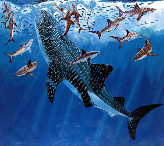 Китовая акула / Гай Харви - Guy Harvey