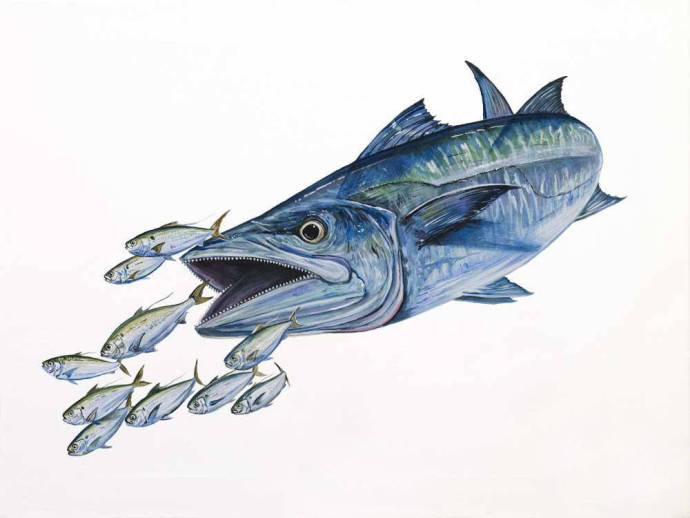 Макрель и сардины / Изображения из категории "Рыбы"
