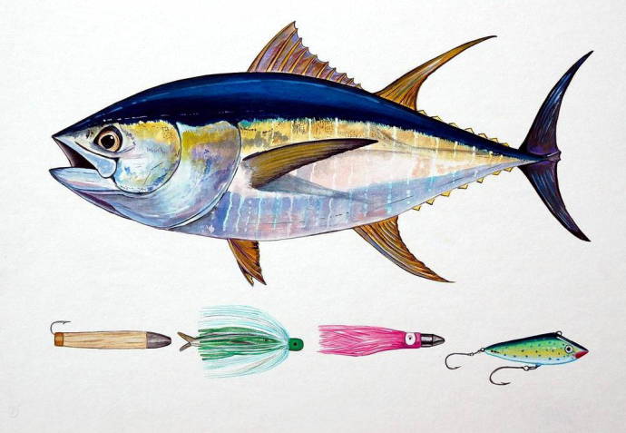 Приманка и желтоперый тунец / Изображения из категории "Рыбы"